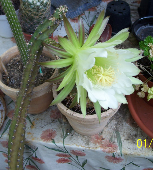 eriocereus jusbertii